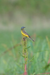 yellow wagtail on a grass, europe poland