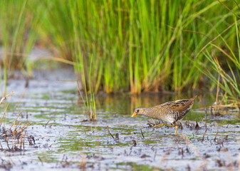 Porseleinhoen, Spotted Crake, Porzana porzana