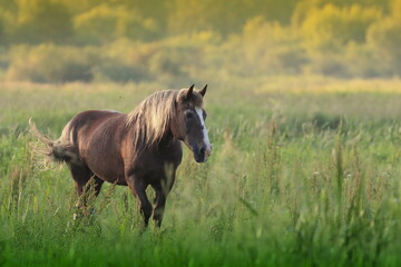 beautiful wild Polish horse in the meadow, Poland