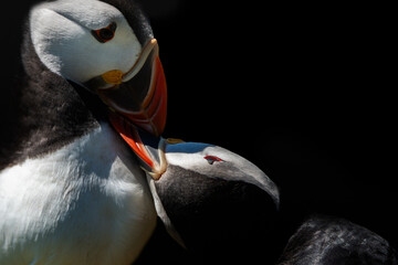 Puffins showing each other love.
