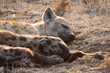 Gevlekte Hyena, Spotted Hyena, Crocuta crocuta