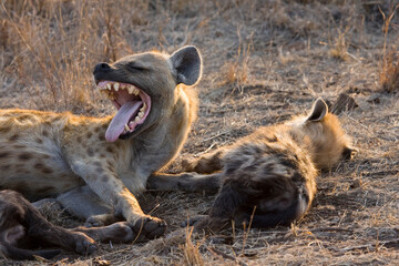 Obraz premium Gevlekte Hyena, Spotted Hyena, Crocuta crocuta