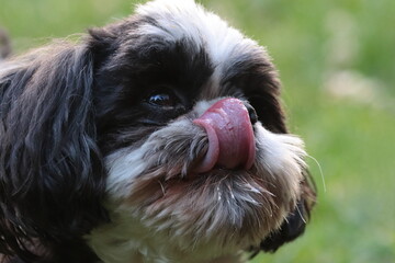shih tzu dog, dog tongue