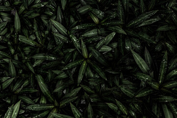 Naklejka na ściany i meble leaves for background in dark tone