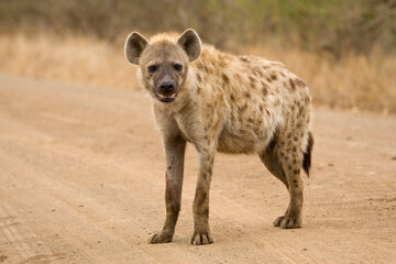 Fototapeta premium Gevlekte Hyena, Spotted Hyena, Crocuta crocuta