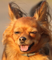 small purebred beautiful dog, russian toy terrier, dog portrait