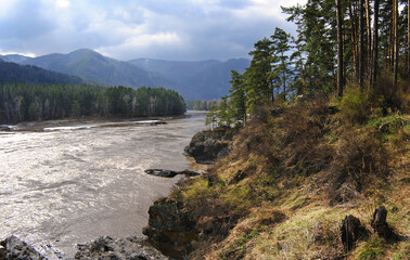 Mountain landscape in spring. Coniferous forest on the bank of a mountain river. Rocky coast and rocks. Wildlife.