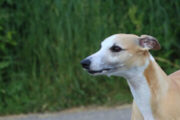 dog portrait, Whippet