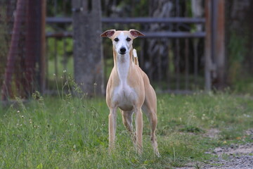 Purebred whippet dog on the front lawn of the house