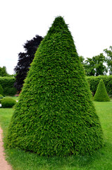 tree cut into the shape of a large regular cone and a flattened sphere. Lenses on the lawn in the...