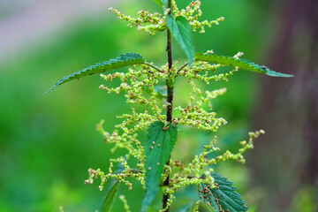 Nettle with fluffy green leaves. Dark green, macro, shallow depth of field, blurred background. Nettle, a medicinal plant used in medicine.