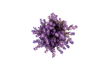 Obraz premium Lavender flowers isolated on white background. Close up. Space for text