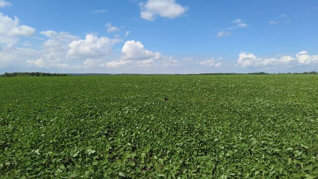 Growing soybeans. Huge soybean field. Soybeans grow in the field. The wind develops the soybean sprouts.