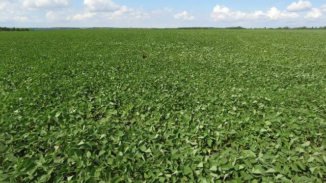Growing soybeans. Huge soybean field. Soybeans grow in the field. The wind develops the soybean sprouts.