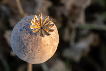 Dried poppy head. Opium drugs plant head. Commonly known as the opium poppy. Agricultural field in...