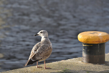 a seagull is walking along the harbor quay next to a mooring bollard