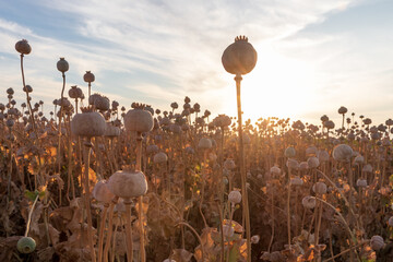 Papaver somniferum, commonly known as the opium poppy. Agricultural field in Serbia