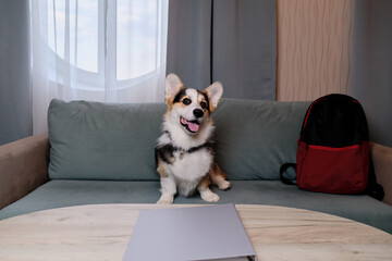 Fototapeta na wymiar Welsh Corgi Pembroke Tricolor is resting in dog friendly hotel and enjoying life. Corgi traveler sits with backpack on soft green comfortable sofa and advertises motel for relaxing with pets.