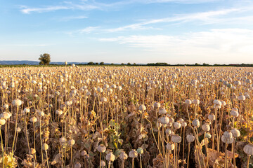 Poppy field in the summer, when most the poppy heads are dry and ready for the harvest. Agricultural field in Serbia