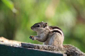 squirrel in the park