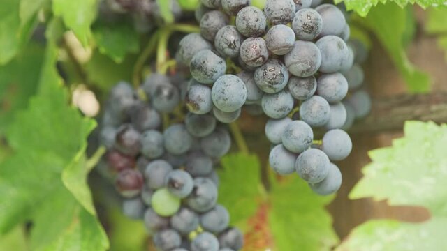Grape field. A bunch of Isabella grapes. 4k. Slow motion