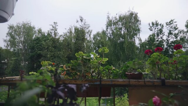 The balcony of the house is planted with flowers in pots and containers. Shooting from behind the window. The camera shoots in motion