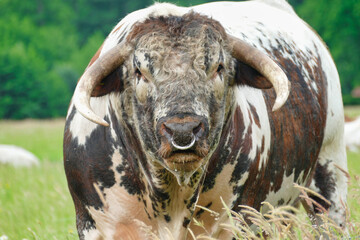 portrait close up pf a giant English Longhorn bull
