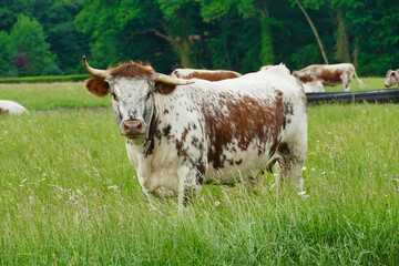 English Longhorn cow full length on pasture