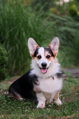 Welsh Corgi Pembroke tricolor on walk in summer park in morning. Small shepherd dog is sitting in green clearing and enjoying fresh air with his tongue sticking out.