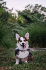 Welsh Corgi Pembroke tricolor on walk in summer park in morning. Small shepherd dog is sitting in green clearing and enjoying fresh air with his tongue sticking out.