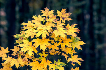 Naklejka na ściany i meble Tree branch with yellow maple leaves in the autumn dark forest