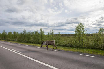 Fototapeta na wymiar travel sweden and scandinavia - wildlife and wild animals