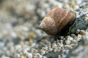 Kubonk (Nucella lapillus) - also called dog whelk or Purpursnegl in Norwegian in a Macro shot with a lot of bokeh.
