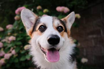 Welsh Corgi Pembroke tricolor on walk in summer park in morning. Portrait of beautiful corgi on background of pink flowers and green thickets of various plants. Dog with its tongue hanging out.
