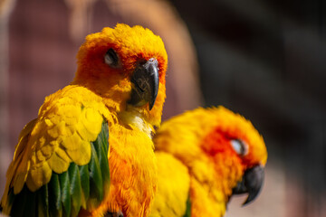 Closeup shot of Carolina parakeets on a blurred background