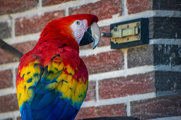Closeup shot of a colorful psittacinae parrot against a brick wall background © Ingo Heddinga/Wirestock