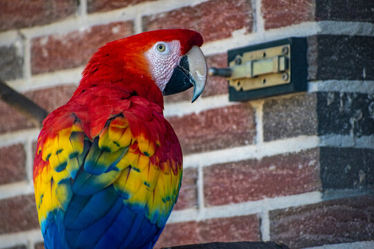Closeup shot of a colorful psittacinae parrot against a brick wall background