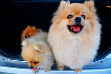 Fat Pomeranian standing in the back of a car