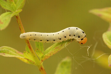 Closeup of the caterpillar of the sawfly, Tenthredo zona - obrazy, fototapety, plakaty