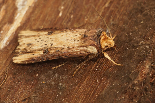 Closeup of the  Shuttle-shaped Dart moth, Agrotis puta on a piece of wood
