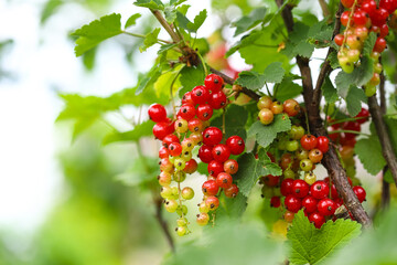 Close up of ripe, red and unripe currant berries in the garden on the background of a mesh fence. Blurred focus, shallow depth of field, blurred fence mesh. Lots of space for text.