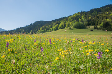 wildflower meadow with pink marsh orchids and yellow clover, alpine landscape