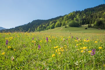 Foto op Canvas wildflower meadow with pink marsh orchids and yellow clover, alpine landscape © SusaZoom