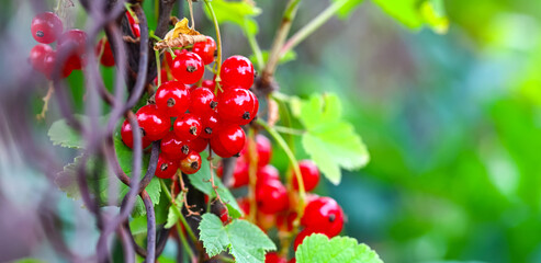 Close up of ripe, red and unripe currant berries in the garden on the background of a mesh fence. Blurred focus, shallow depth of field, blurred fence mesh. Lots of space for text.