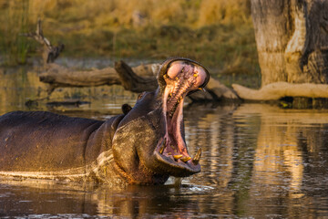 Wild hippo yawning in the pool in Moremi game reserve. Okavango delta, Botswana, Africa.
