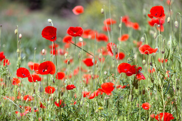 Fototapeta premium Beautiful poppies on a flower bed in the garden.