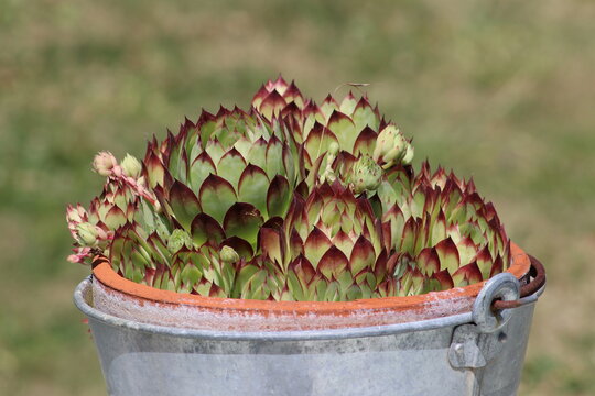 Succulent plant in a metal bucket 