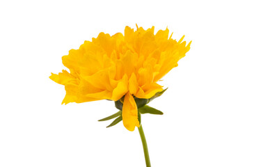 flower of yellow chrysanthemum isolated
