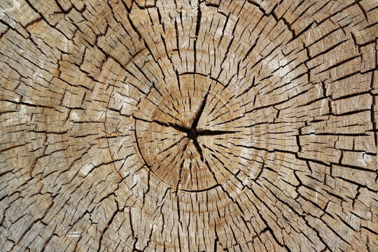 Concentric rings of the section of a cut tree trunk 