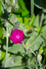 Obraz na płótnie Canvas Silene coronaria also called rose campion flowers close-up with grey felted leaves and bright magenta flowers